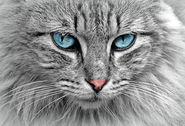 Kedi Kısırlaştırma Rehberi